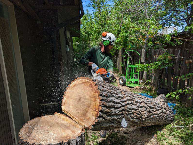 Can Residential Tree Services Bendigo and Tree Lopping Keep Your Trees Healthy? residential tree services Bendigo